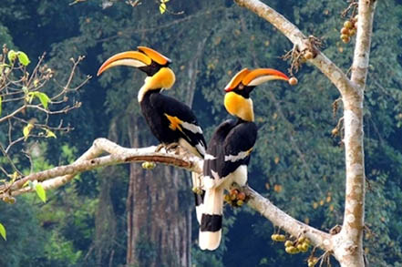 Two bird on brance