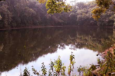 lake in forest