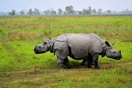 Rhinoceros around jundle