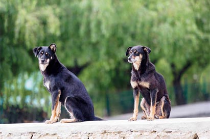 Two brown gogs sitting infront of green trees