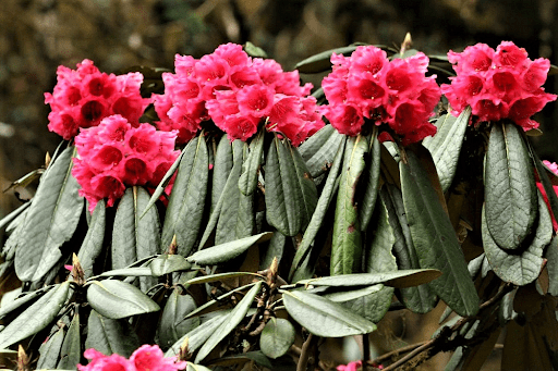 rhododendrons PINK COLOR
