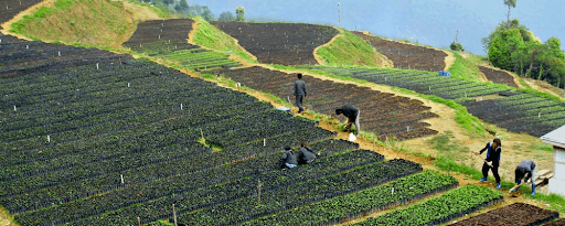 paddy feild and people working around