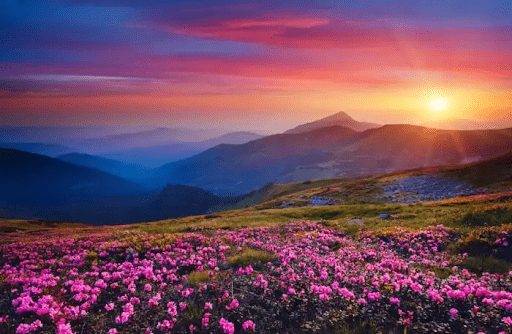 Flowers land with pink color and sunset